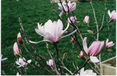 Magnolia stellata Rosea